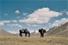 chevaux dans la montagne